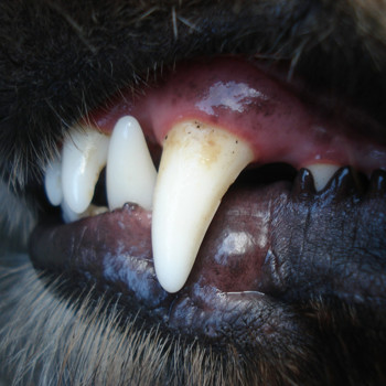 Hund Gebiss Zahnpflege