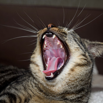 Katze Gebiss Zahnpflege